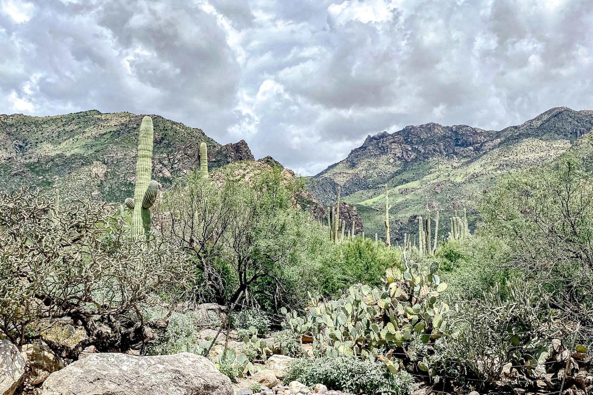 Canyon View Tucson Rom bilde